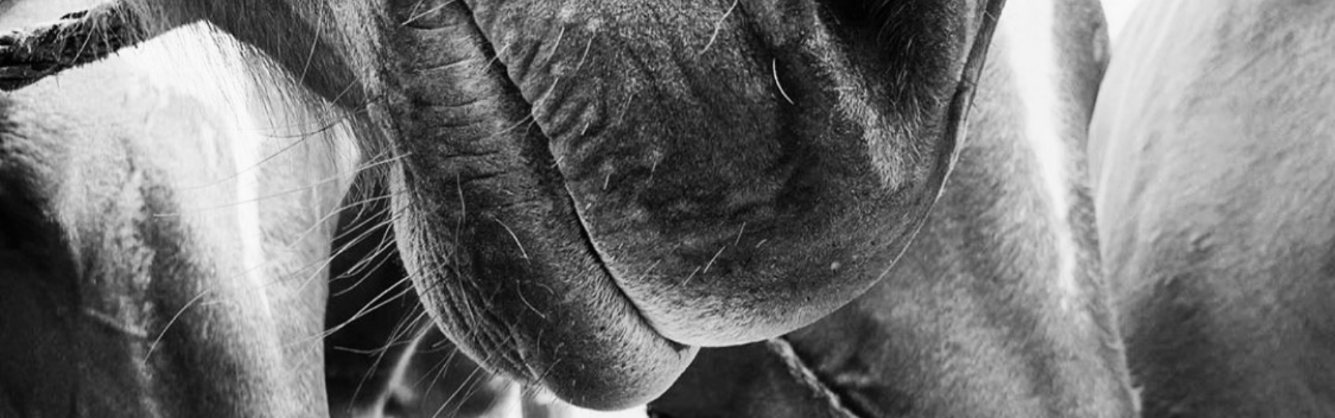 How Many Horses Do You Need To Play Polo?